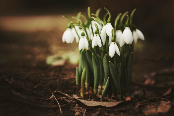 The first spring snowdrops