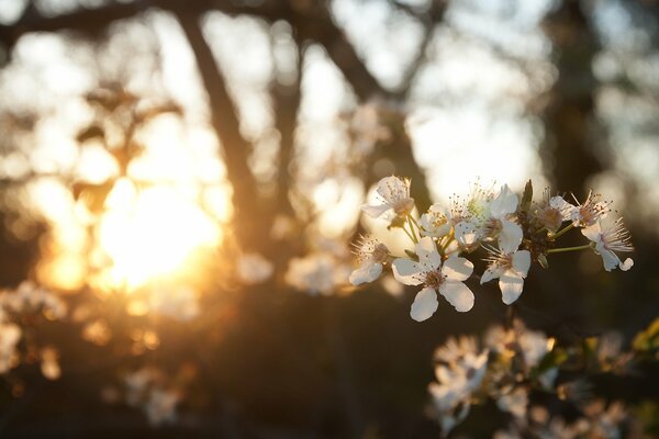 Branche de cerisier en fleurs