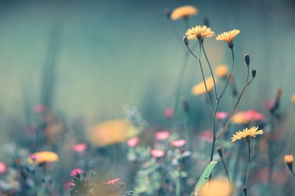 Hermosas flores en el campo de verano