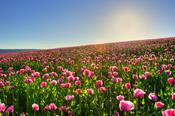 Champ de Tulipes roses et ciel bleu