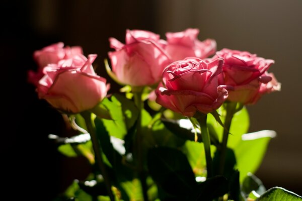 Bellissimi boccioli di rose rosa