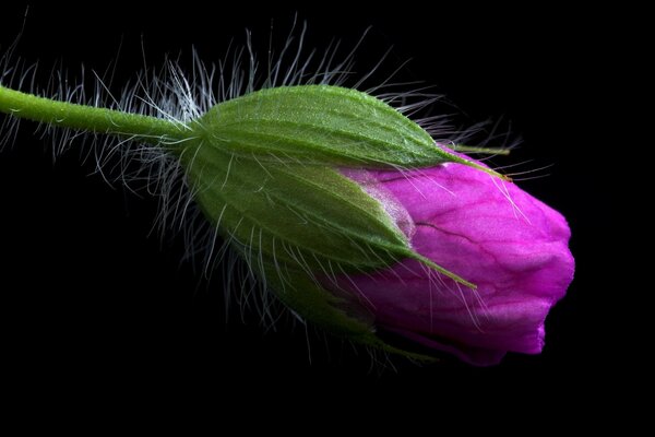 Brote sin abrir de color rosa cáustico