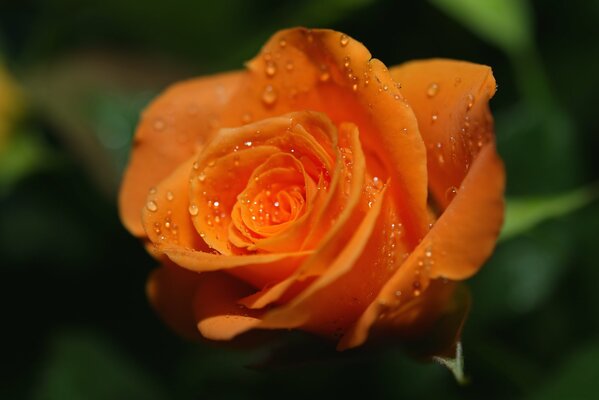 Morgentau auf einer leuchtend orangefarbenen Rose