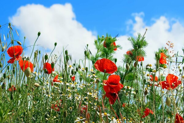 Feldmohn und Gänseblümchen auf einem Hintergrund von Wolken