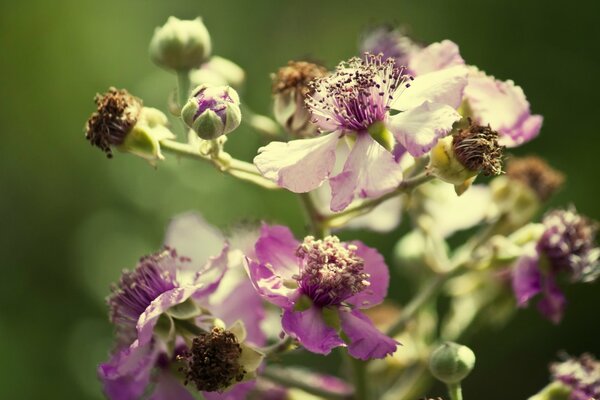 Flowers bloom in a clearing