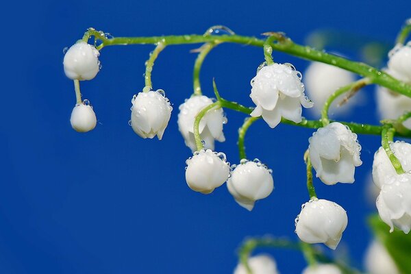 Tige de muguet blanc en gouttes de rosée