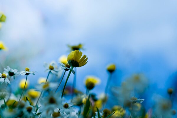 Macro stems of meadow flowers