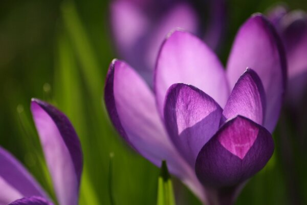 Lila Krokus auf Makro-Hintergrund