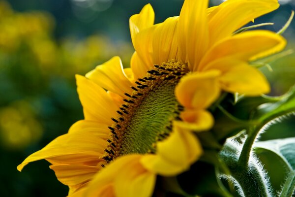 Girasol amarillo en el campo en verano