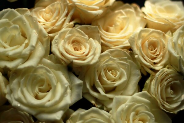 Bouquet de roses blanches