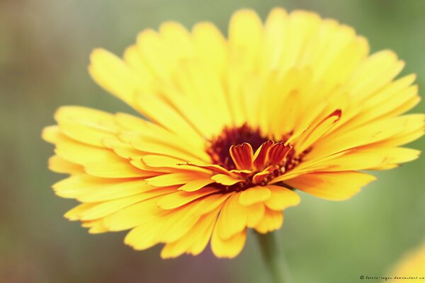 El amarillo es siempre increíble en colores