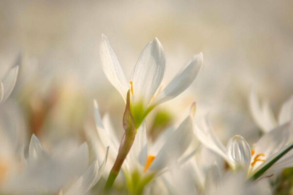 Macro photography of snowdrops and blurred background