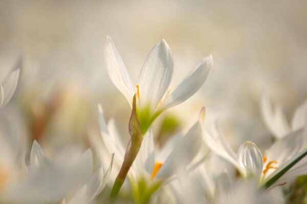 Macro snowdrops y fondo borroso