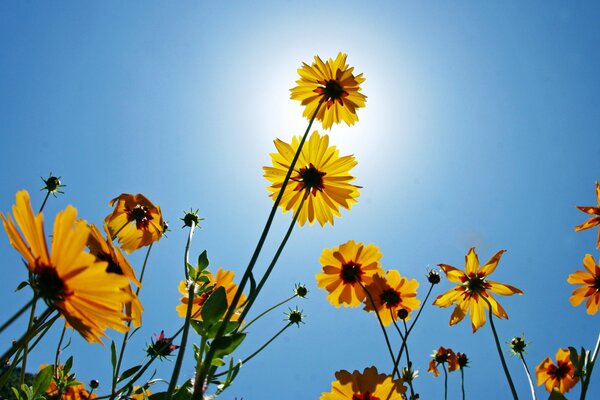 Belles fleurs jaunes fleurissent