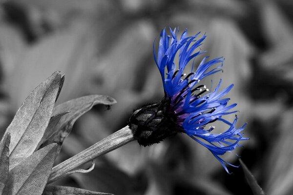 Blaue Blume auf schwarzem und weißem Hintergrund