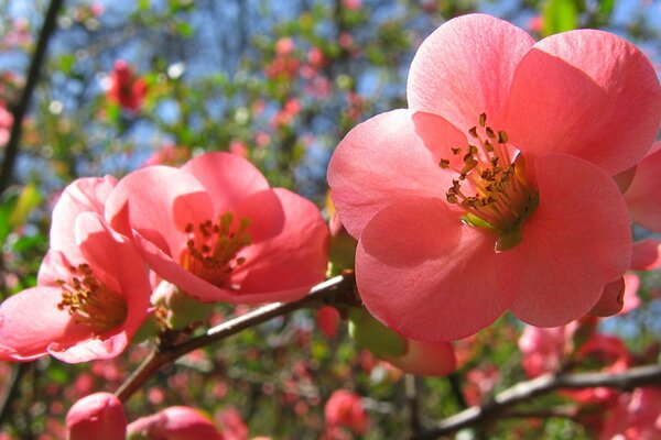 Spring. Pink flowers on a tree