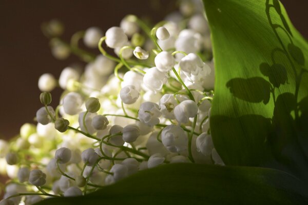 Frischer Duft von Maiglöckchen im Frühling