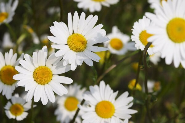 Beaucoup de marguerites blanches comme neige