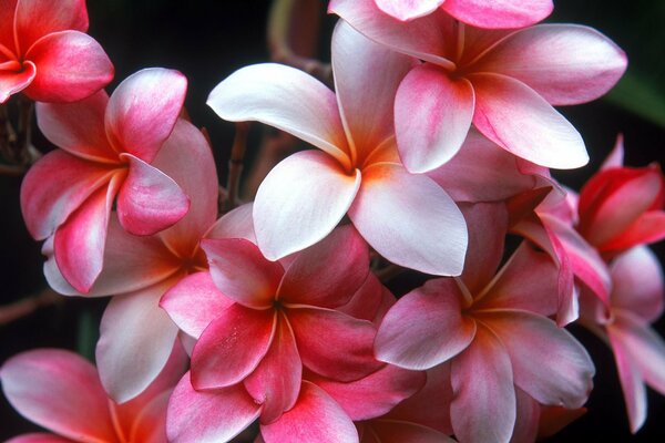 Riprese macro di delicati fiori rosa