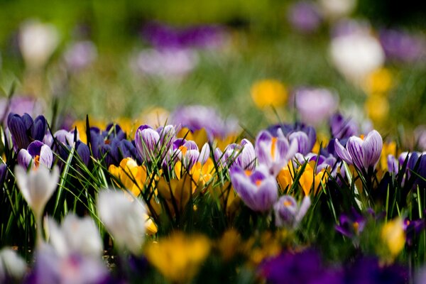 Radura primaverile in bellissimi fiorimacro