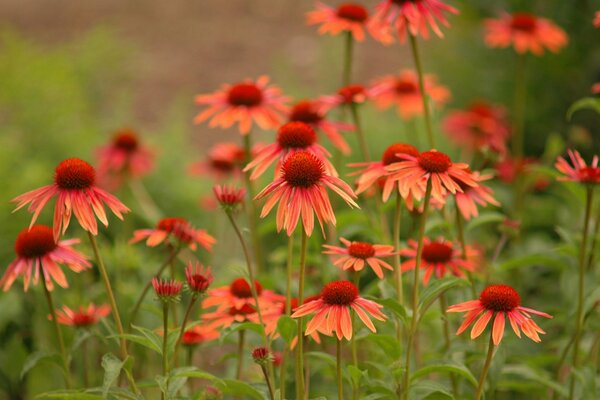 Hermosa Echinacea en flor en el Jardín