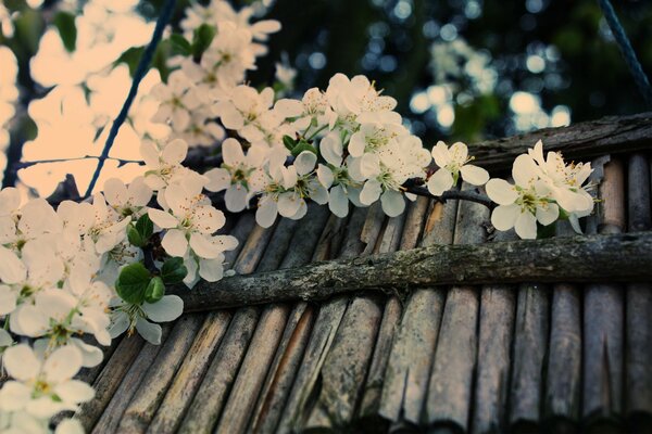Fiori di ciliegio in primavera