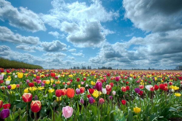 Schönes Tulpenfeld im Sommer