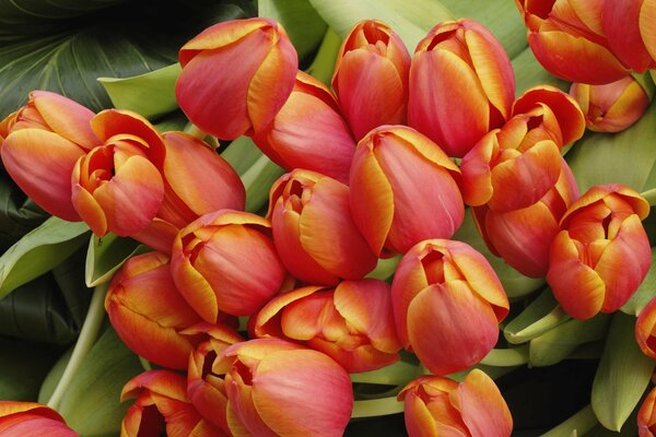 Tulipes orange sur fond vert