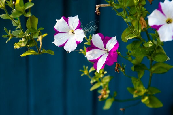 Hermosas flores cuelgan de la pared de fondo