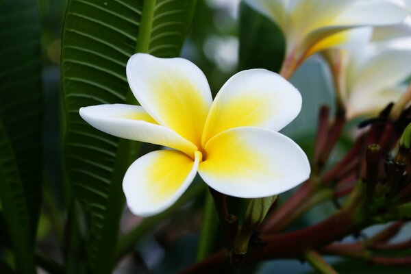 Hojas verdes y flor blanca