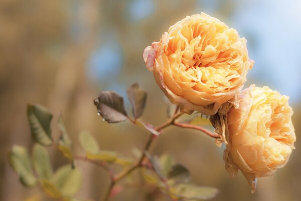 Rosas amarillas sobre el cielo azul