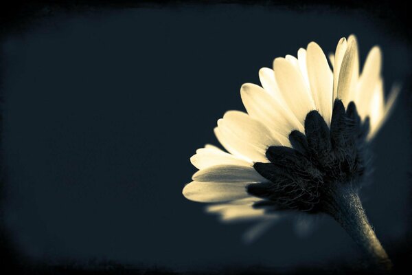 Petals on a black background