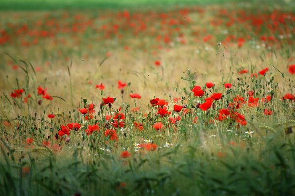 Grünes Feld mit scharlachroten Mohnblumen