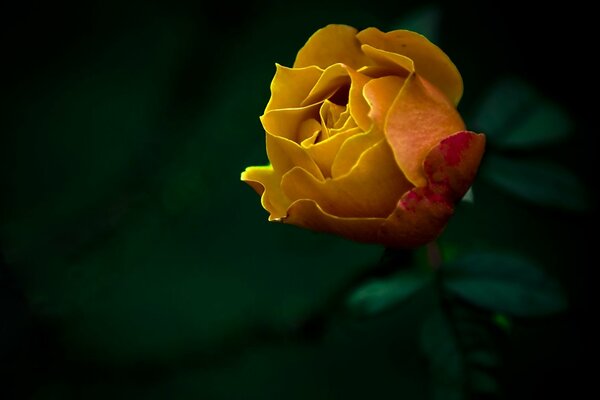 Hermosa rosa amarilla sobre fondo verde