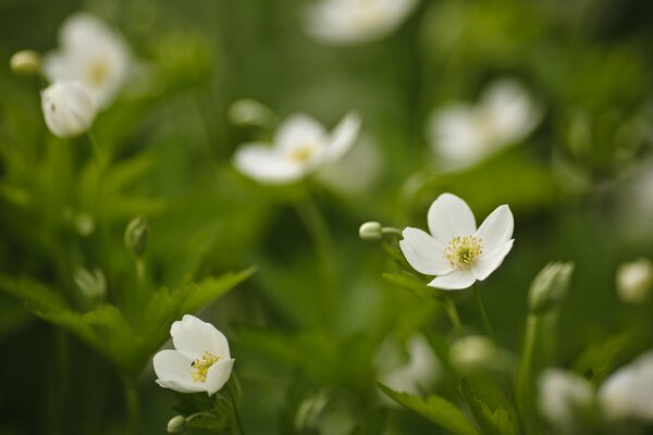 Makro fotografowanie białych kwiatów