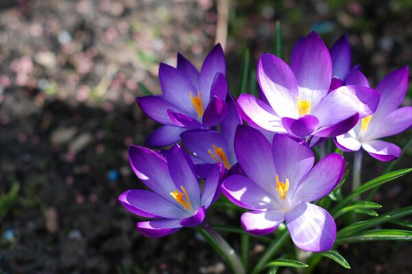 Spring crocuses background macro photography