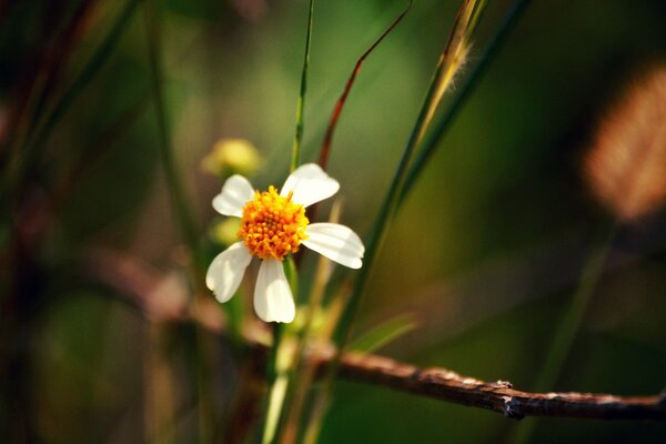 Nahaufnahme einer Blume im Fokus auf einem unscharfen Hintergrund