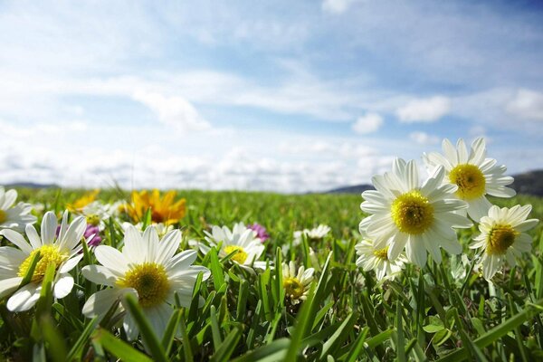 Beautiful photo of fields in daisies and clover