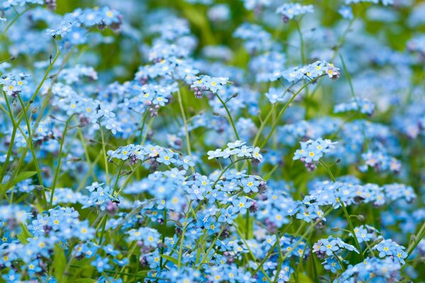 Champ couvert de poils bleus