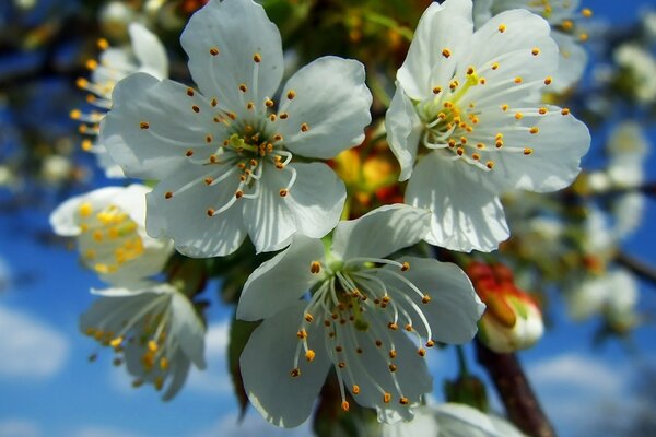 Ramo di un albero in fiore contro un cielo blu brillante