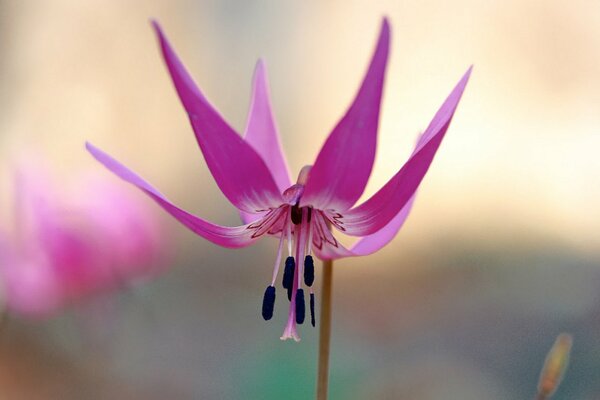 Grande immagine di un fiore con la testa abbassata