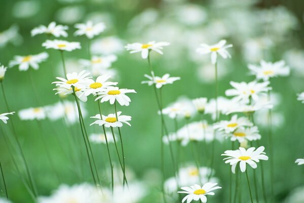 Gänseblümchen und Grüns sind ein Symbol für Zärtlichkeit