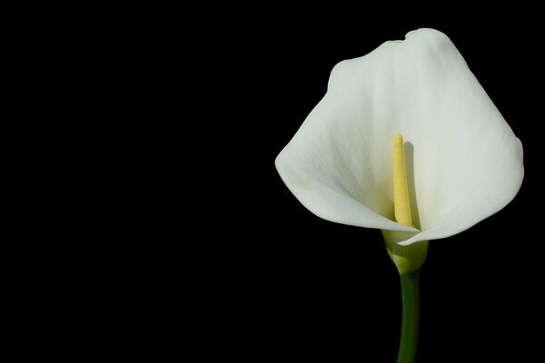 White calla on a black background