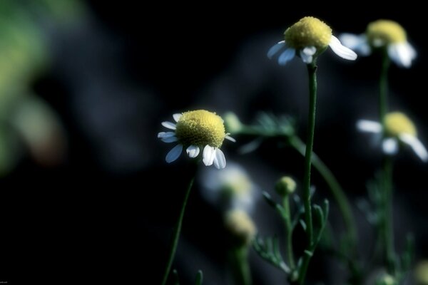 Marguerites dans l obscurité