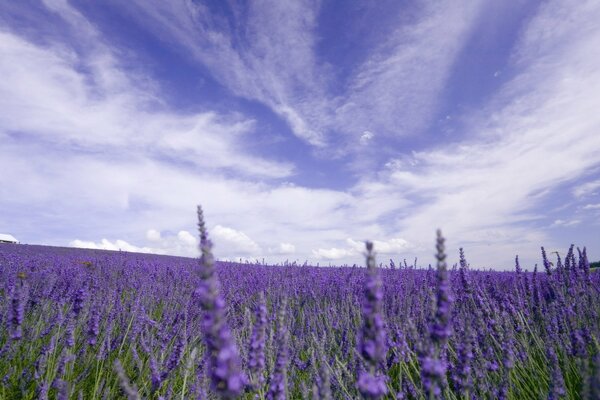 Lavender field on a cloudy day