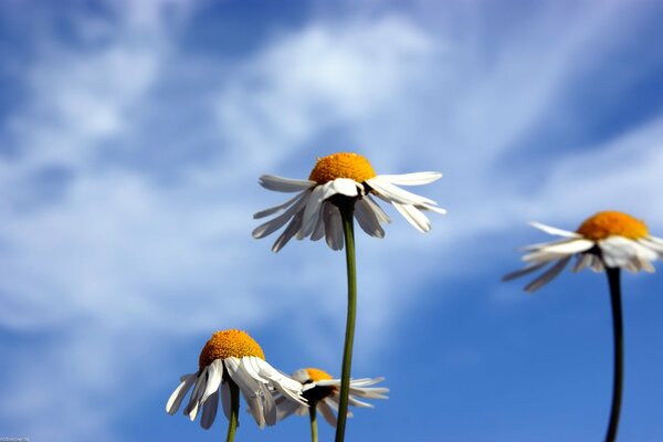 Daisies on a blue sky background