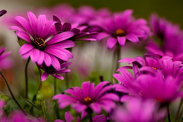 Hermosas flores macro foto