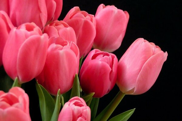 Tulipes roses sur fond sombre