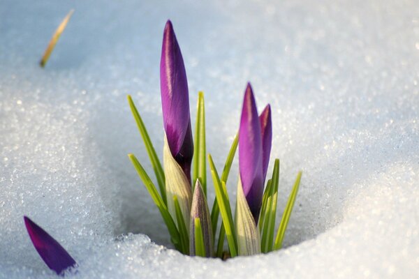 Las primeras flores aparecieron bajo la nieve