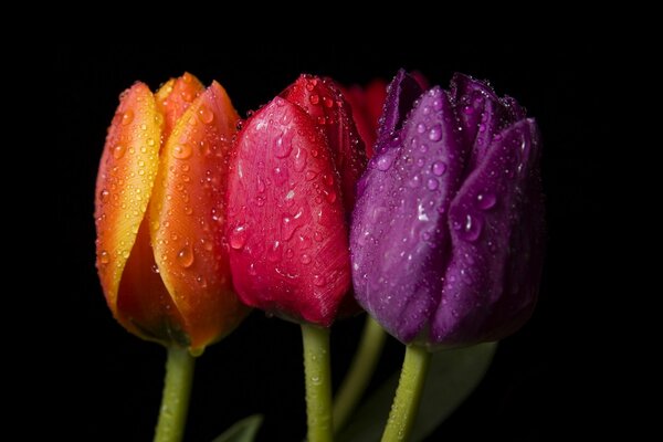 Trois tulipes lumineuses avec des gouttelettes d eau